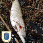 Mit ein wenig Glück lassen sich auch größere Hechte wie dieser mit der Fliege gefangene Fisch von 90 cm und 5900 gr. fangen