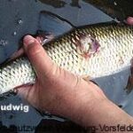 In letzter Zeit findet man aber auch immer mehr Fische mit Verletzungen …- Kormorane ?