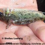 In letzter Zeit findet man aber auch immer mehr Fische mit Verletzungen …- Kormorane ?