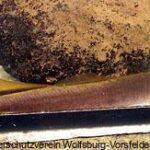 Bachneunauge aus dem Allerenlaster (Lampetra planeri)