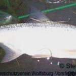 Rapfen (Aspius aspius) aus dem Allerenlaster