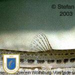 Steinbeisser (Cottus gobio) aus dem Allerentlaster