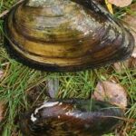 Wie im Bild zu sehen wurden nicht nur Fische sondern auch Malermuscheln (Unio pictorum), die untere, und grosse Teichmuscheln (Anodonta cygnea) gesammelt.