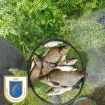 2024_wustrowangeln_fische