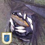 2024_wustrowangeln_fische_2